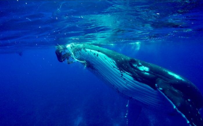 Wow! Paus Ini Selamatkan Snorkeler dari Incaran Hiu Macan Menggunakan Siripnya