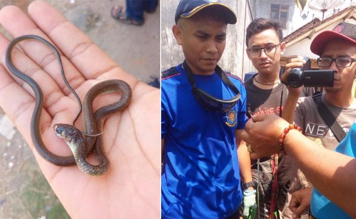 Sepanjang Bulan November, Sudah Puluhan Ular Kobra Tercatat Menyerang Warga Sepanjang Bulan November, Sudah Puluhan Ular Kobra Tercatat Menyerang Warga