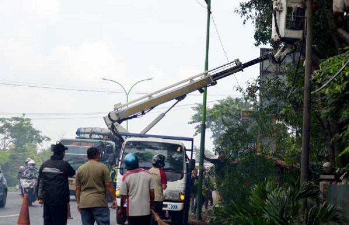 Antisipasi Pohon Tumbang, BLH Pasuruan Lakukan Perantingan