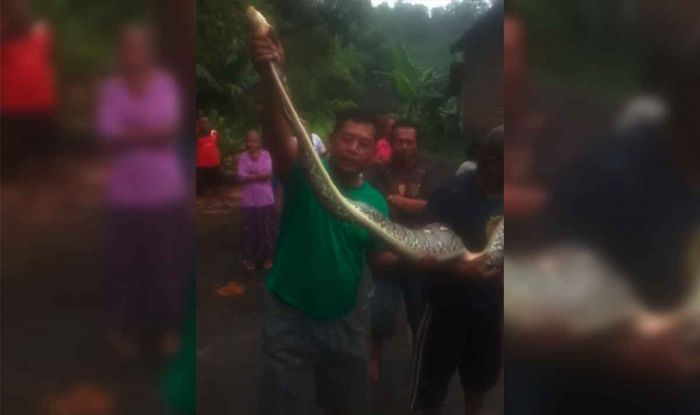Warga Kalipang Kediri Tangkap Ular Sanca Sepanjang 3 Meter Warga Kalipang Kediri Tangkap Ular Sanca Sepanjang 3 Meter