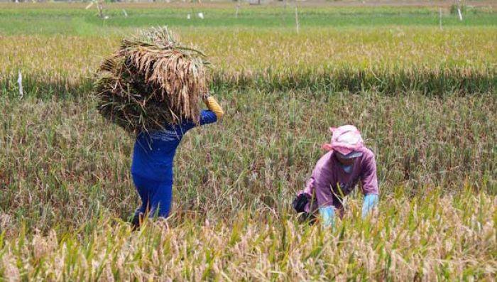 Harga Gabah di Tuban Terus Menurun, Disperpar Anggap sudah Hukum Pasar Harga Gabah di Tuban Terus Menurun, Disperpar Anggap sudah Hukum Pasar