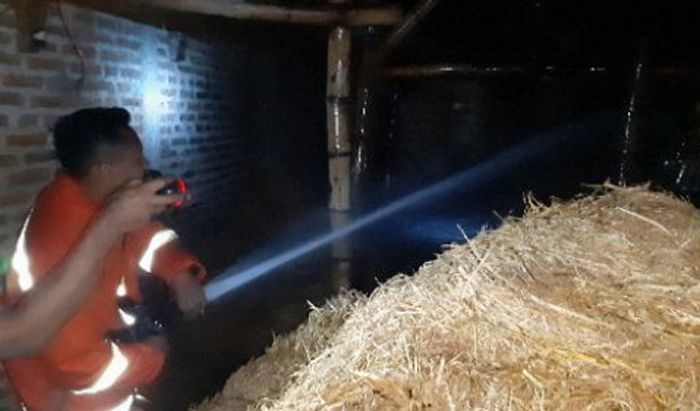 Kandang Terbakar, Empat Ekor Sapi Nyaris Terpanggang Kandang Terbakar, Empat Ekor Sapi Nyaris Terpanggang