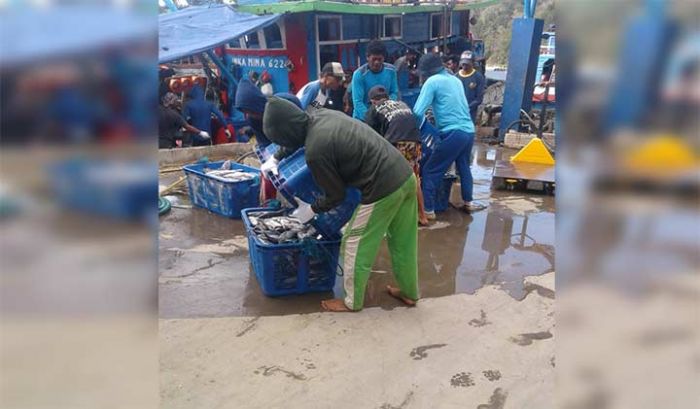 Jelang Lebaran, Stok Ikan di Pacitan Melimpah Jelang Lebaran, Stok Ikan di Pacitan Melimpah