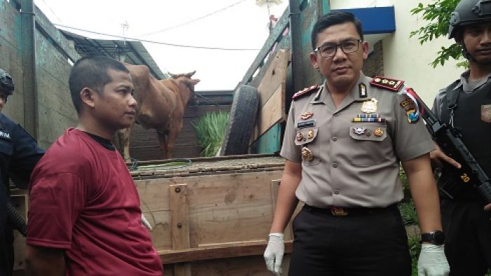 Dikejar Hutang, Warga Blitar Nekat Curi Sapi Brahman Dikejar Hutang, Warga Blitar Nekat Curi Sapi Brahman