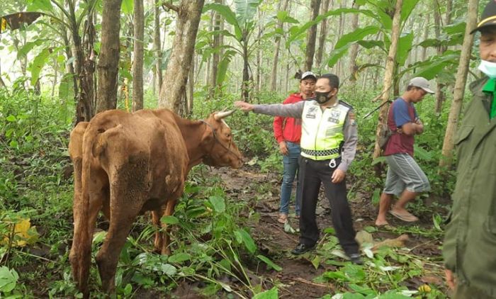 Hilang dari Kandang, 4 Ekor Sapi Milik Warga Kesamben Ditemukan di Lahan Perhutani Hilang dari Kandang, 4 Ekor Sapi Milik Warga Kesamben Ditemukan di Lahan Perhutani