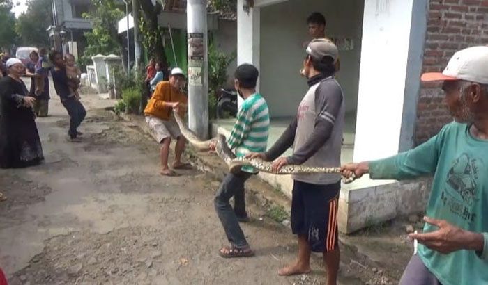 Ular Piton Sepanjang 5 Meter Gegerkan Warga Mojoagung Jombang Ular Piton Sepanjang 5 Meter Gegerkan Warga Mojoagung Jombang