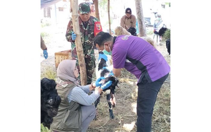 Sidak, Disnak Pasuruan tak Temukan Hewan Kurban Terjangkit Penyakit Berbahaya Sidak, Disnak Pasuruan tak Temukan Hewan Kurban Terjangkit Penyakit Berbahaya