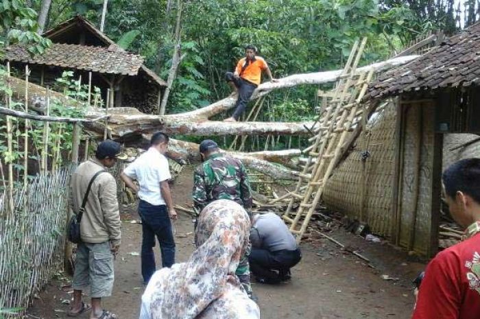 Sebuah Pohon Tumbang Menimpa Perumahan Warga di Bandar Pacitan