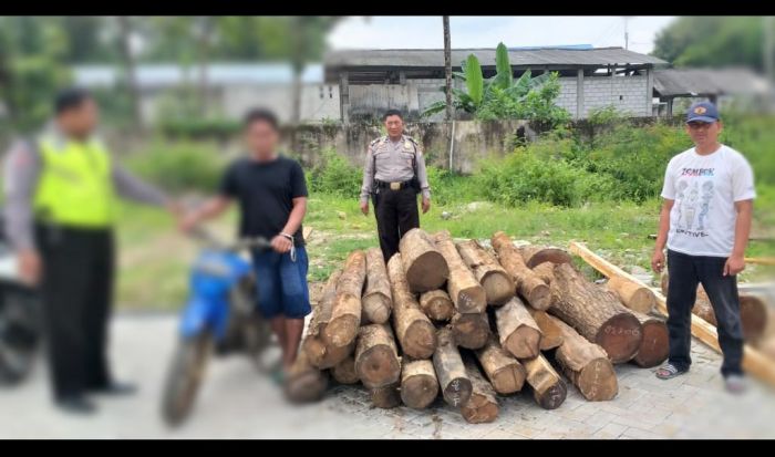 Polsek Pulung Ringkus Pelaku Illegal Logging Polsek Pulung Ringkus Pelaku Illegal Logging