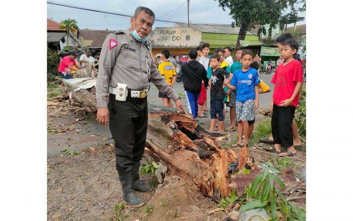 Pohon Tumbang di Jalan Raya Ponokawan Krian, Tiga Orang Dilarikan ke Rumah Sakit Pohon Tumbang di Jalan Raya Ponokawan Krian, Tiga Orang Dilarikan ke Rumah Sakit