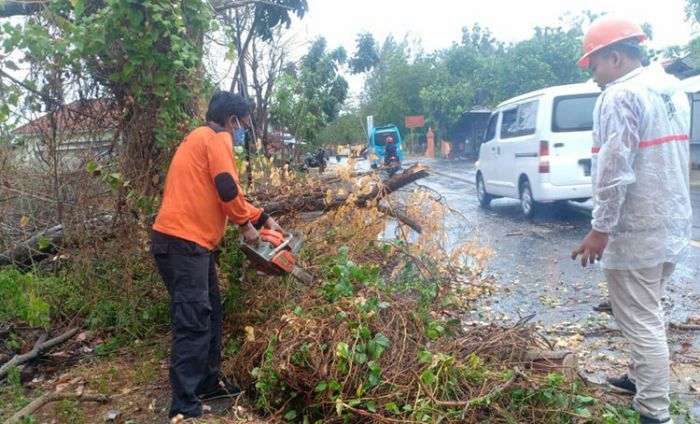 ​Hujan dan Angin Kencang di Pamekasan, 4 Pohon Tumbang dan 1 Tiang Listrik Patah