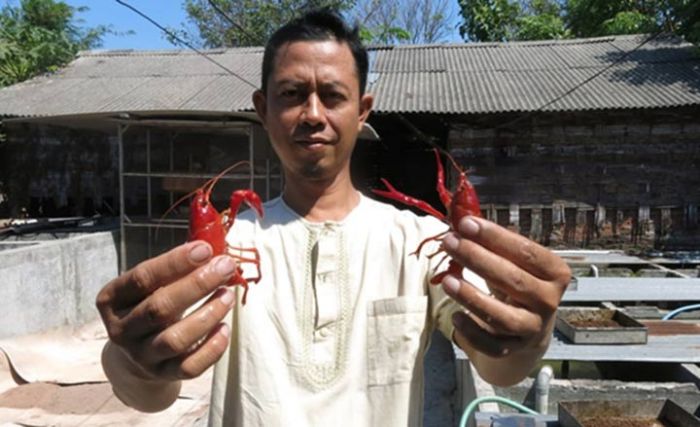 Peternak Udang Air Tawar di Sidoarjo Raup Jutaan Rupiah Peternak Udang Air Tawar di Sidoarjo Raup Jutaan Rupiah