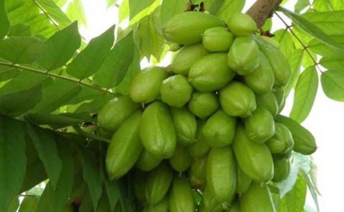 Belimbing Wuluh Genteng Candirejo Jadi Olahan Herbal Belimbing Wuluh Genteng Candirejo Jadi Olahan Herbal