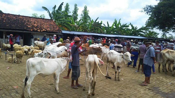 ​Masuk Musim Panen, Harga Hewan Ternak di Kerek Tuban Anjlok