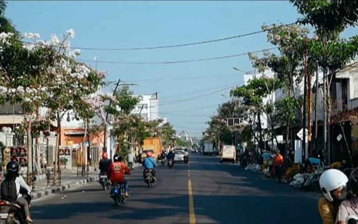 Bermekaran, Bunga Tabebuya Percantik Jalan Perkotaan di Bojonegoro 