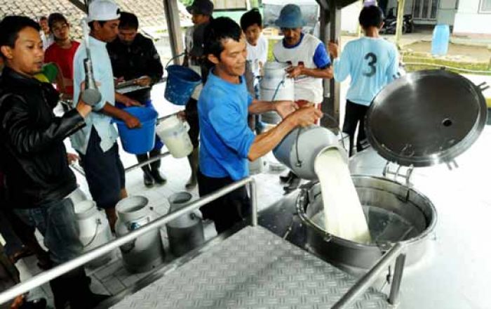 Jatim Kekurangan Bahan Baku Susu Industri, Komisi B Minta Pemprov Proteksi Peternak Jatim Kekurangan Bahan Baku Susu Industri, Komisi B Minta Pemprov Proteksi Peternak