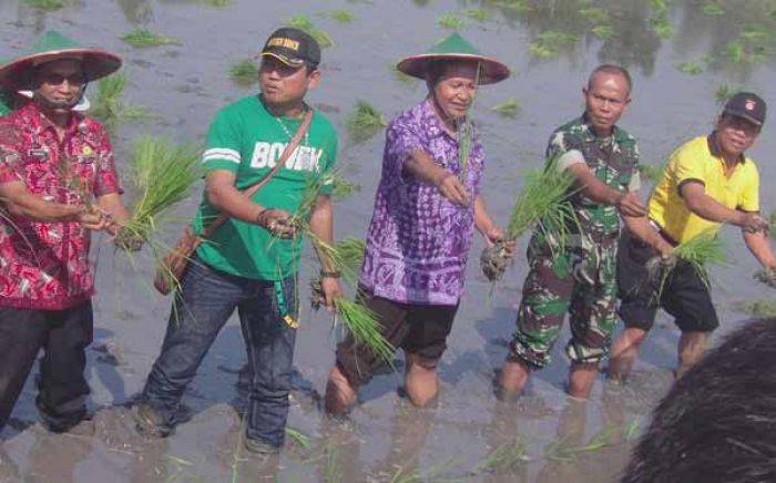 Peringati HUT, Tentara di Ngawi Tanam Padi Peringati HUT, Tentara di Ngawi Tanam Padi