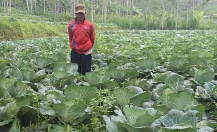 Harga Terjun Bebas Hingga Hanya Rp 200 per Kilo, Petani Kubis di Probolinggo Merugi Harga Terjun Bebas Hingga Hanya Rp 200 per Kilo, Petani Kubis di Probolinggo Merugi