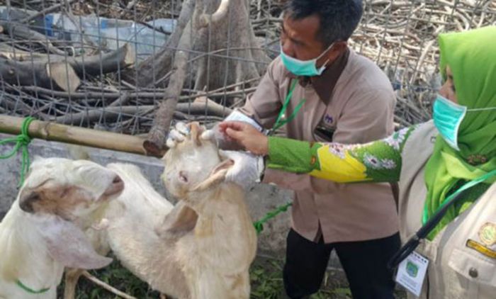 Jelang Idul Adha, Pemkab Pasuruan Wajibkan Pedagang Hewan Kurban Patuhi Protokol Kesehatan