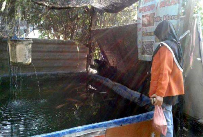 Jual Ikan Konsumsi Hidup, Terobosan Baru Pedagang di Pasar Gayung Sari Surabaya