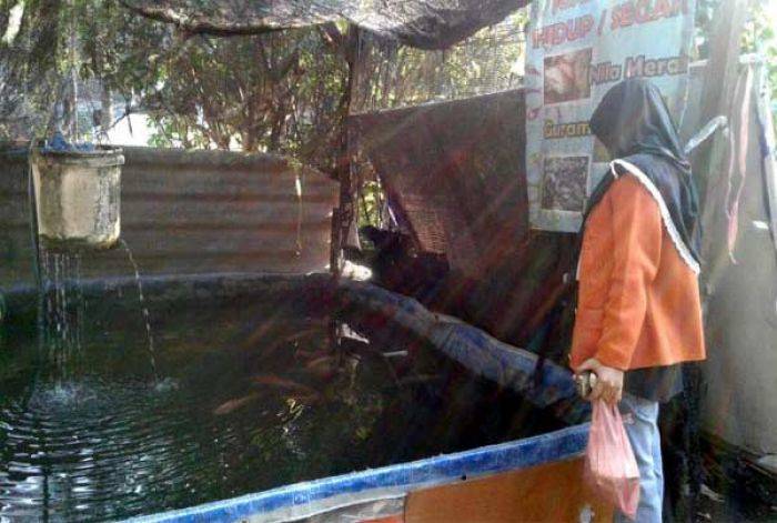 Jual Ikan Konsumsi Hidup, Terobosan Baru Pedagang di Pasar Gayung Sari Surabaya Jual Ikan Konsumsi Hidup, Terobosan Baru Pedagang di Pasar Gayung Sari Surabaya