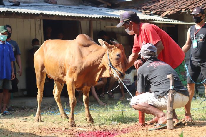 Tingkatkan Kualitas Hidup Melalui Kebaikan di Momen Idul Adha Tingkatkan Kualitas Hidup Melalui Kebaikan di Momen Idul Adha