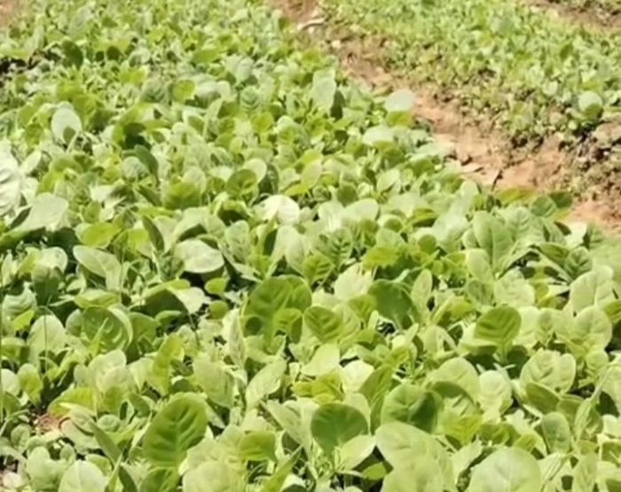 Sambut Musim Tanam Tembakau, Petani Sumenep Mulai Semai Bibit, Harga Capai Rp50 Ribu per Ikat