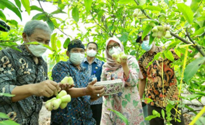 Antusiasme Bisnis Pertanian Masih Cukup Tinggi, Ribuan Anak Muda Banyuwangi Daftar Jagoan Tani Antusiasme Bisnis Pertanian Masih Cukup Tinggi, Ribuan Anak Muda Banyuwangi Daftar Jagoan Tani