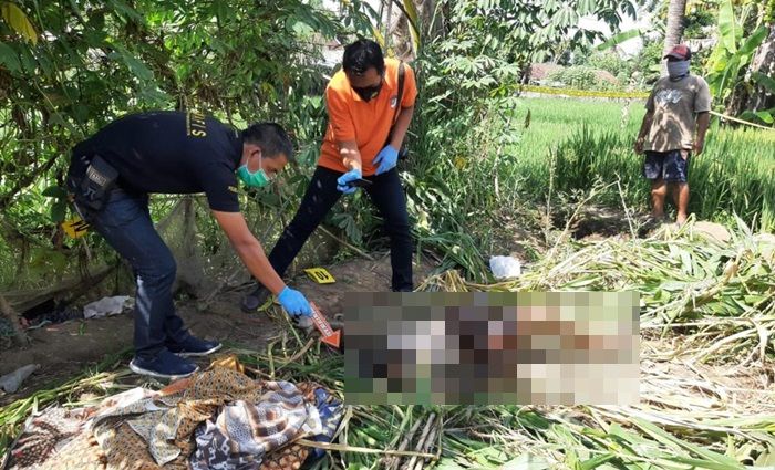 Penemuan Mayat Mrs X Membusuk di Persawahan Gegerkan Warga Balung Jember Penemuan Mayat Mrs X Membusuk di Persawahan Gegerkan Warga Balung Jember