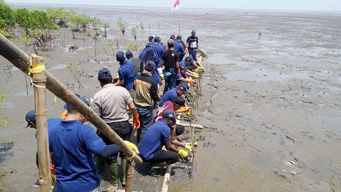 Peringati WED, HCML Tanam 12.000 Bibit Mangrove di Garis Partai Semare Pasuruan