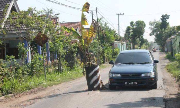 Jalur Desa Sambijajar Tulungagung Rusak, Warga Tanami Pohon Pisang Jalur Desa Sambijajar Tulungagung Rusak, Warga Tanami Pohon Pisang