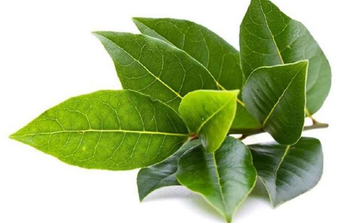 Manfaat Daun Salam untuk Kesehatan dan Cara Penyajiannya Manfaat Daun Salam untuk Kesehatan dan Cara Penyajiannya