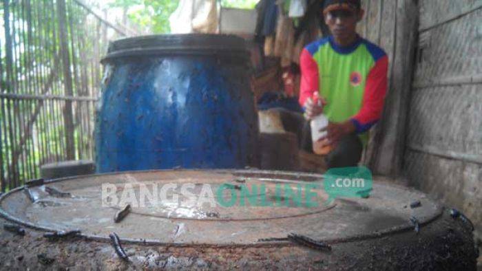 Giliran Warga Tuban Diteror Ulat Jati Giliran Warga Tuban Diteror Ulat Jati