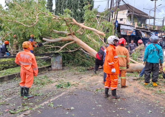 Hujan dan Angin Kencang Kembali Terjang Kota Batu, Sejumlah Pohon Dilaporkan Tumbang Hujan dan Angin Kencang Kembali Terjang Kota Batu, Sejumlah Pohon Dilaporkan Tumbang