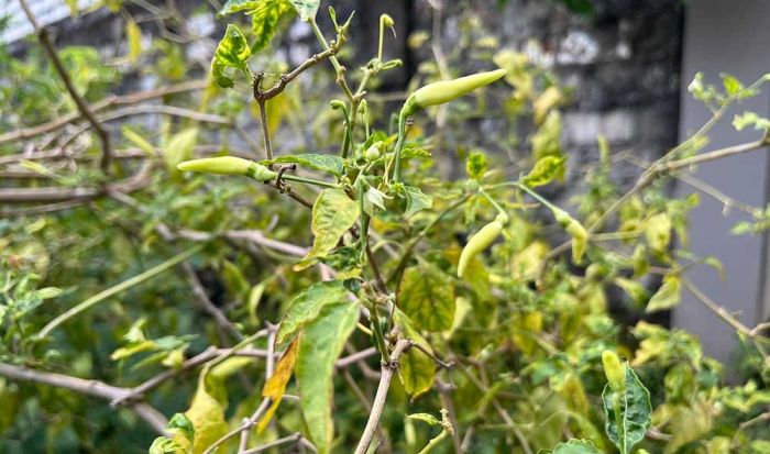 Merosot Drastis, Harga Cabai Rawit Hijau di Jateng Rp20 Ribu per Kilo