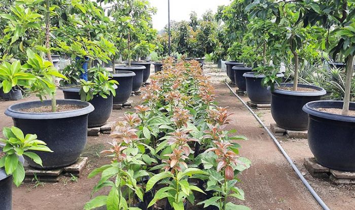Budidaya Tabulampot Milik Kades Jambu Tetap Eksis di Tengah Pandemi Covid-19 Budidaya Tabulampot Milik Kades Jambu Tetap Eksis di Tengah Pandemi Covid-19