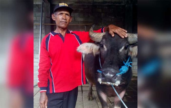 Menang Pilkades, Pria ini Langsung Sembelih Kerbau Menang Pilkades, Pria ini Langsung Sembelih Kerbau
