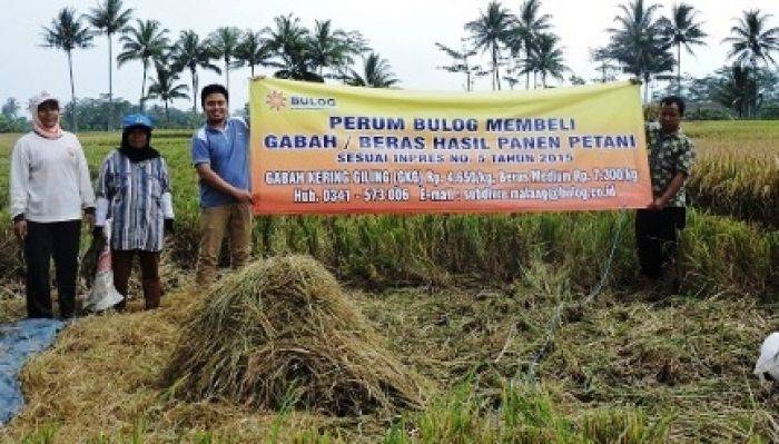 Tingkatkan Kesejahteraan Warga Malang Raya & Pasuruan, Bulog Siap Borong Hasil Panen Petani Tingkatkan Kesejahteraan Warga Malang Raya & Pasuruan, Bulog Siap Borong Hasil Panen Petani