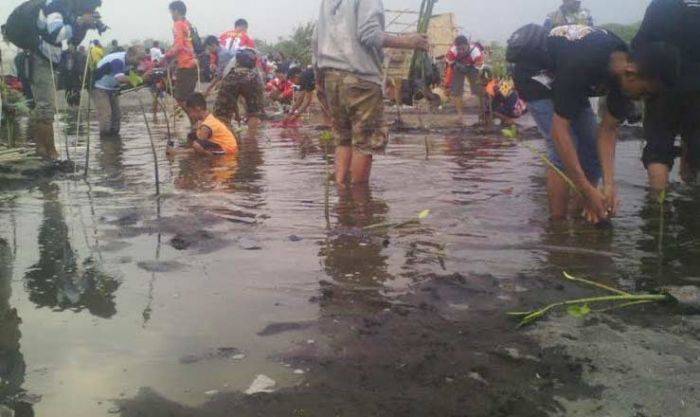 Bekas Tambang di Selok Awar-awar Lumajang Ditanami Ribuan Bakau oleh Warga Bekas Tambang di Selok Awar-awar Lumajang Ditanami Ribuan Bakau oleh Warga