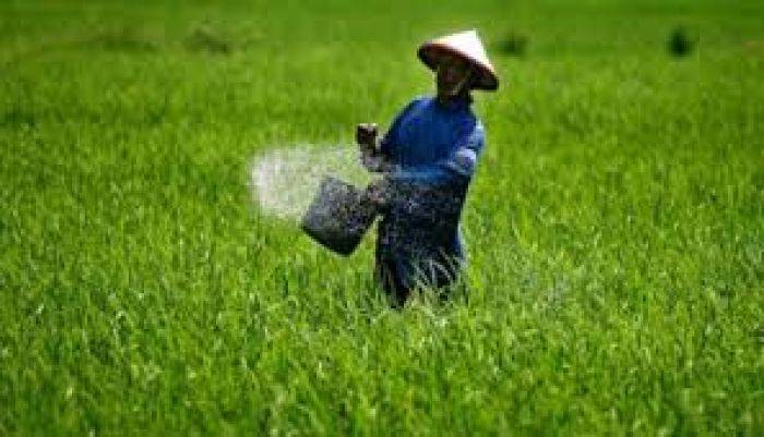 Petani Mojokerto Kembali Dipusingkan Langkanya Pupuk