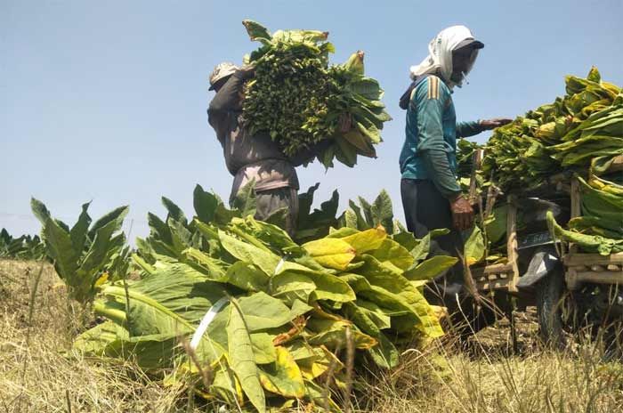 Harga Panen Anjlok, Petani Tembakau di Tuban Merugi Harga Panen Anjlok, Petani Tembakau di Tuban Merugi