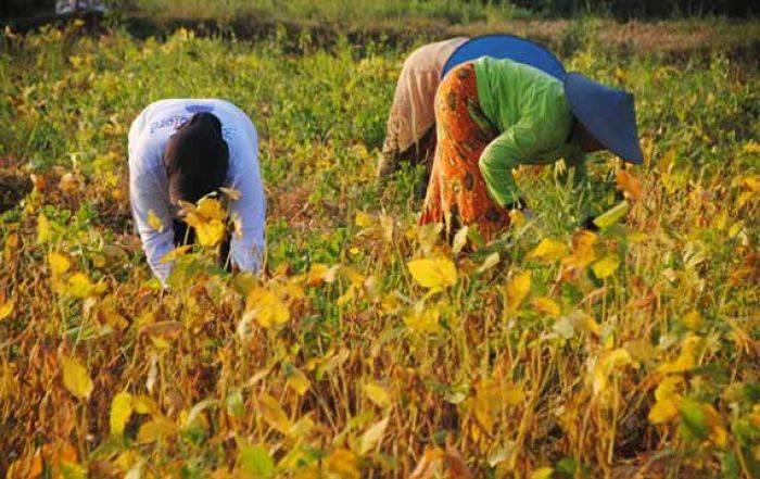 Kedelai Melejit, Petani Untung Kedelai Melejit, Petani Untung