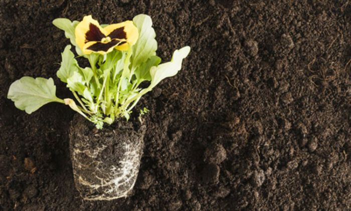 Harga Pupuk Bersubsidi Naik, Petani di Kota Batu Mengeluh Harga Pupuk Bersubsidi Naik, Petani di Kota Batu Mengeluh