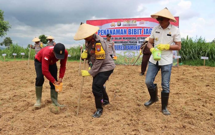 Dukung Ketahanan Pangan di Indonesia, Polres Pamekasan Tanam Bibit Jagung Dukung Ketahanan Pangan di Indonesia, Polres Pamekasan Tanam Bibit Jagung