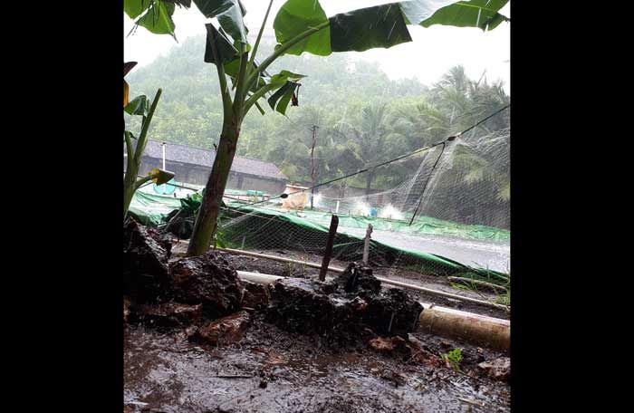 Hujan Deras, Petani Tambak Udang di Pacitan Terancam Gagal Panen Hujan Deras, Petani Tambak Udang di Pacitan Terancam Gagal Panen