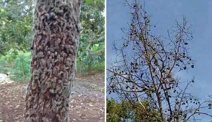 Hama Ulat Bulu Serang Pohon Warga Lebek Pamekasan