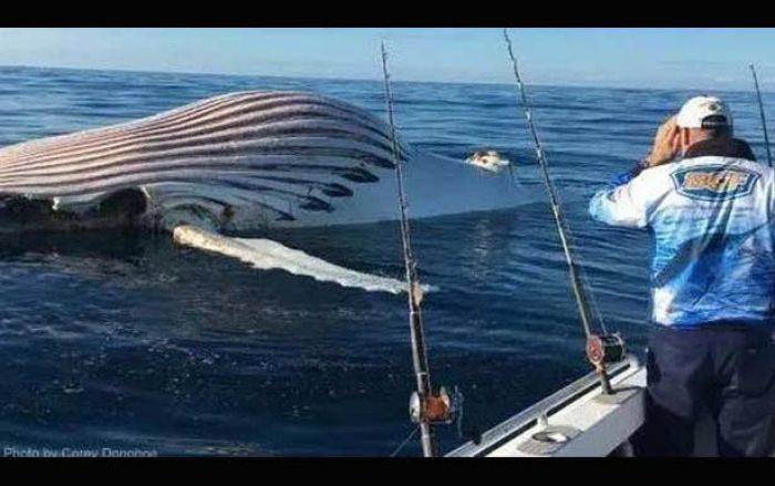 Pemancing di Australia Tangkap Pemancing di Australia Tangkap