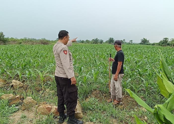 Polsek Tarik Sidoarjo Optimalisasi Lahan Jagung untuk Ketahanan Pangan Polsek Tarik Sidoarjo Optimalisasi Lahan Jagung untuk Ketahanan Pangan
