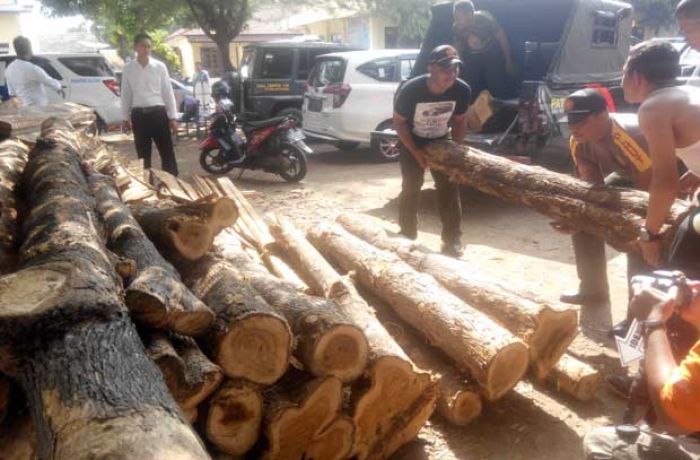 Diduga Hasil Illegal Logging, Polres Situbondo Amankan Gelondongan Kayu Jati Diduga Hasil Illegal Logging, Polres Situbondo Amankan Gelondongan Kayu Jati