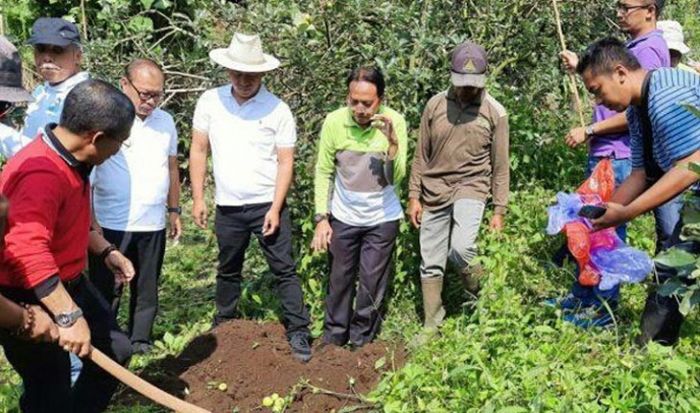 Distan Pastikan Kebun Apel yang Diserang Jamur Mata Ayam 20 Hektare Distan Pastikan Kebun Apel yang Diserang Jamur Mata Ayam 20 Hektare